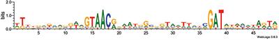 Overlap of Promoter Recognition Specificity of Stress Response Sigma Factors SigD and SigH in Corynebacterium glutamicum ATCC 13032